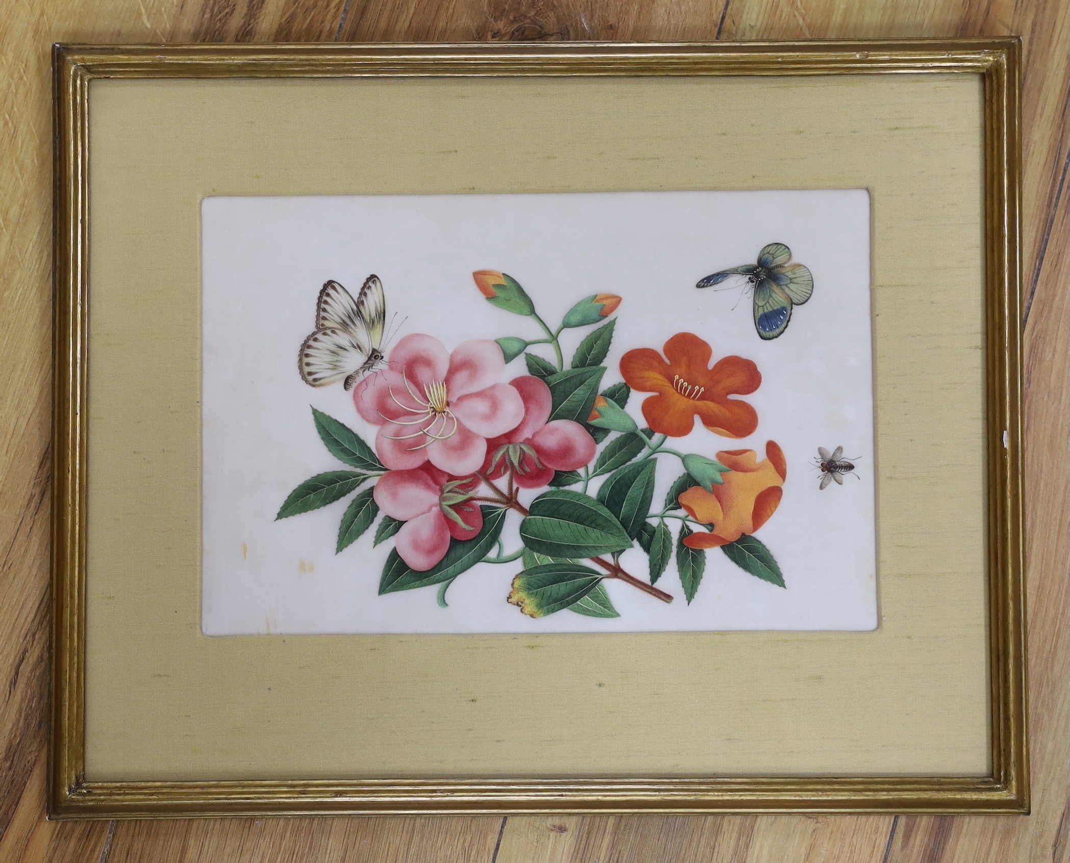 19th century Chinese School, gouache on pith paper, Butterflies and flowers, 18 x 28cm